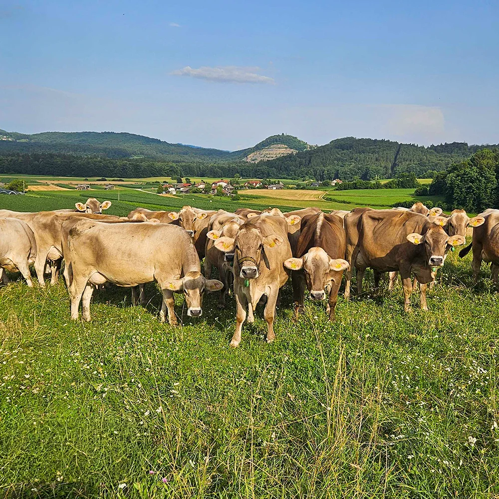 Operativni vodja prireje mleka in kmetijskih operacij